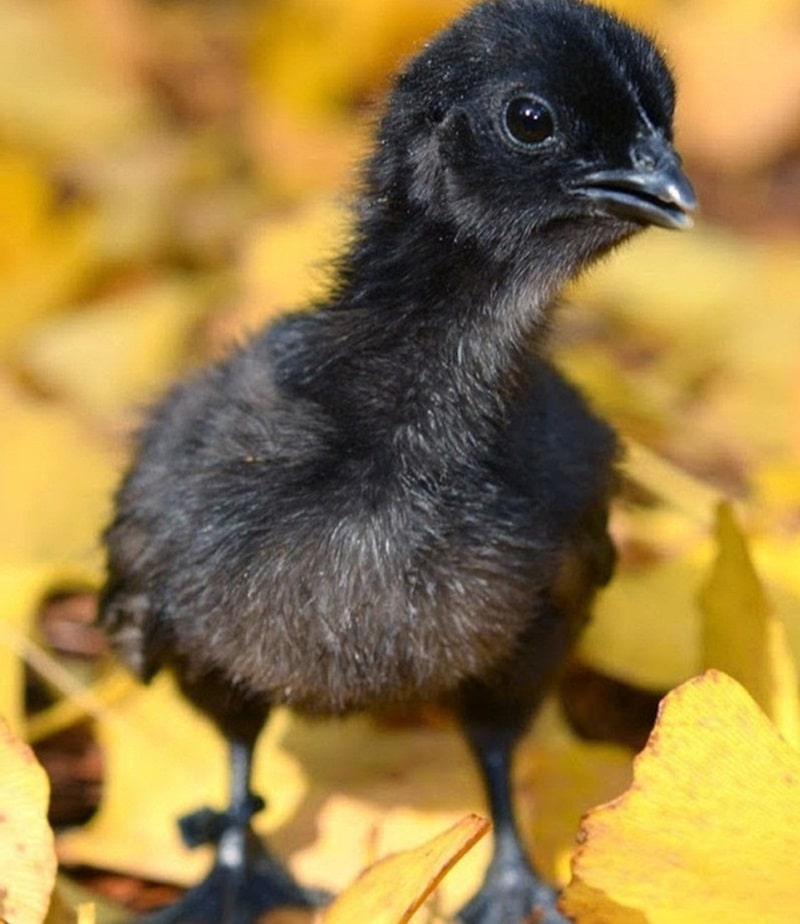 Gà Ayam Cemani con