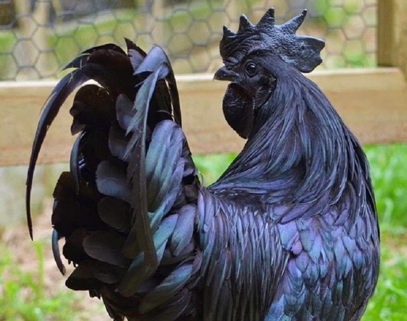 Đặc điểm gà Ayam Cemani