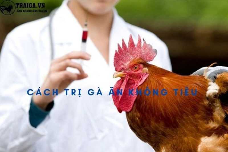 Cách chữa trị bệnh gà ăn không tiêu