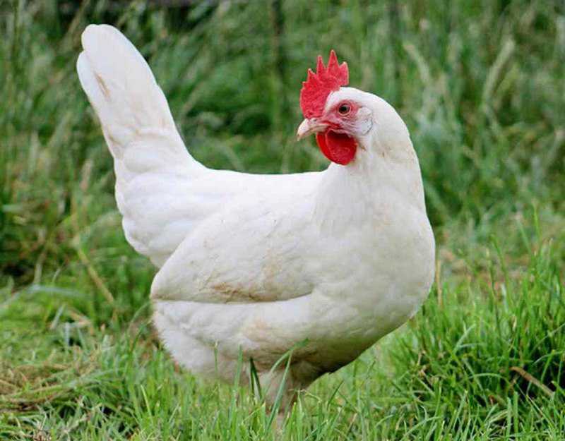 Gà Leghorn vừa cho trứng vừa cho thịt dinh dưỡng 